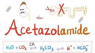 Diuretics  Carbonic Anhydrase Inhibitors  Acetazolamide  Pharmacology Series [upl. by Anitirhc]