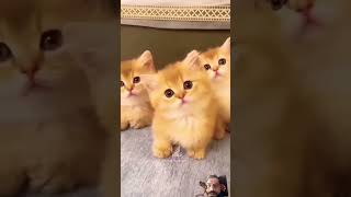 cat kitten pets cute cutecat [upl. by Annahahs]