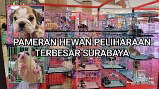 Grebek Pameran Hewan Terbesar Surabaya [upl. by Adrien]