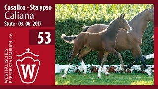 53 Caliana SF v Casallco  Stalypso [upl. by Georgena]