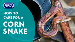 How to care for a corn snake [upl. by Dudley128]