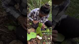 The process of picking large green beans [upl. by Lyrpa138]