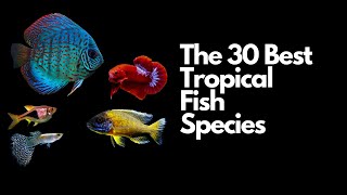 The 30 Best Tropical Fish Species🐠 [upl. by Ardeid]