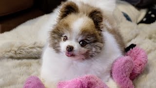 2 Pomeranian Dogs Play with their FAVORITE stuffed animal Cute Pomeranian Brothers [upl. by Alver]