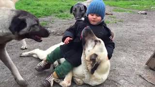 Top 10 Videos of Kangal Dog  Social Behaviour of Kangal [upl. by Kiyohara]