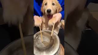 Puppy Drummer Steals The Show With Adorable Performance shiboinu dogs puppy [upl. by Kahn910]