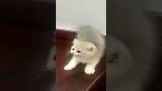 Purrfectly Fun A Day in the Life of Our Playful Pet Cat Funny Short Videos [upl. by Ahsirhcal7]