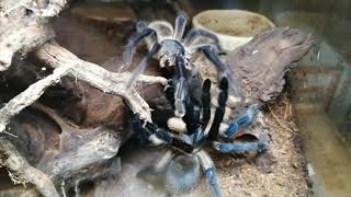 Mating Monocentropus balfouri  Socotra Island Blue Baboon Spider [upl. by Rivy]