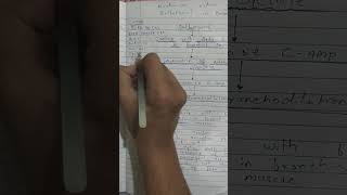 Easy mnemonic for mechanism action of salbutamol in bronchial asthama bds pharmacology mbbs [upl. by Licko]