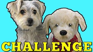 DOG Challenge  Zumi vs Georgie The Interactive Toy Dog 12 Commands DCTC Pet Videos [upl. by Licastro]