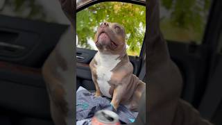 Morning Routine of a Pocket Bully Unos Journey to Fatherhood  American Bully Dog Breeds [upl. by Schuh91]