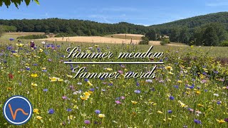 Summer meadow  Sleep or relax to the sounds of birds and insects [upl. by Latsyrc]