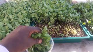 Safflower kiama composite microgreens [upl. by Nsaj]