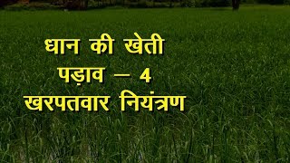 Dhan Ki Kheti  धान की खेती  Paddy Farming  Stage 4 [upl. by Ailssa797]