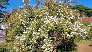 English Rose Garden Rambling Rector [upl. by Casper]