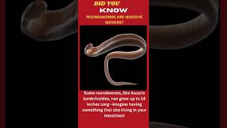 Roundworm EXPERTS Reveal 3 JawDropping Secrets [upl. by Ayouqes]