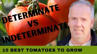 10 Best Tomatoes to Grow Determinate vs Indeterminate Tomatoes [upl. by Akinihs]