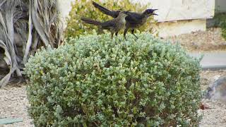 Grackles vs Bushes [upl. by Nimoynib]