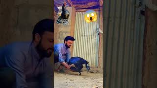 Most Extravagant Chicken Mating Process  Aseel rooster with Hen aseel hen chicken [upl. by Elahcar]