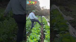 【ちょっと遅がった】白菜の様子 はくさい 農業 農作業 ハクサイ 家庭菜園 冬野菜 鍋 田舎暮らし [upl. by Nnaul386]