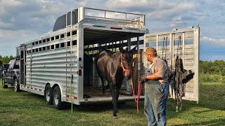 Mule training‼️ Loading the babies in the trailer… 141 [upl. by Adamsen182]