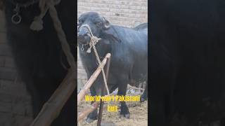 World no1 bullcattlecare cattlefeed 1st postionweight 1500kgbullviral ytshorts [upl. by Agni]