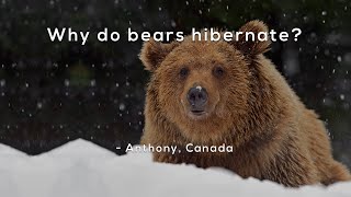 Why do bears hibernate [upl. by Senecal]