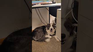 Poor Zoey the Border Collie Gets Nervous and Hides bordercollielove bordercollie [upl. by Norrag]