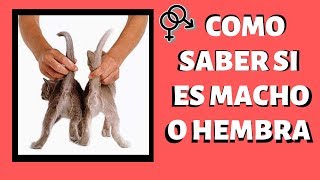 🛑 Como SABER si un GATO es MACHO o HEMBRA⏩ Descubre el SEXO de tu Hijo GATUNO Muy Fácilmente✅ [upl. by Payton]