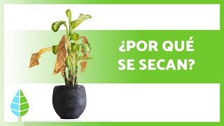 ¿Por qué se SECAN mis PLANTAS 🍂 5 Razones [upl. by Asena506]