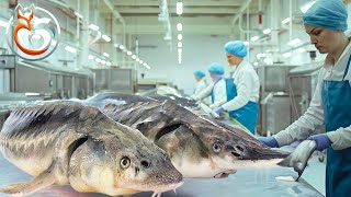 Sturgeon caviar How the worlds best Caviar Factory makes billions of Dollars every year [upl. by Eema]