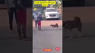 Crazy dog takes off mans pantsshortvideo [upl. by Kelleher]