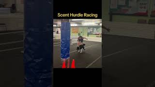 Scent Hurdle Racing [upl. by Thurlough]