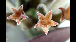 A Hoya manipurensis Forest or Hoya manipurensis Revisited [upl. by Crispin610]