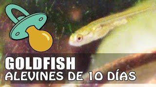 Alevines de Goldfish de 10 Días  Primeros planos de los alevines [upl. by Eirual828]