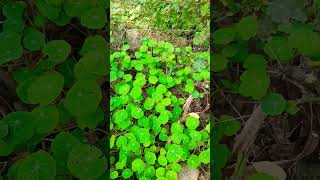 Plant of nasturtium 🌱🌱🌱🌱🌱bebiplants shashigarden ytshorts [upl. by Lednek]