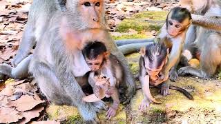 Mother Care Newborn monkey eager to eat but mother says no only nursing allowed [upl. by Winfield]