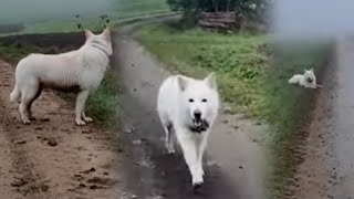 Spaziergang mit SCHWEIZER SCHÄFERHUND CHARLIE  LIVESTREAM VLOG [upl. by Hcib]