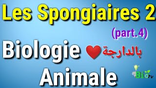 les spongiaires 2  biologie animale [upl. by Anahsahs]