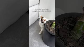 Esto fue lo que realmente pasó en mi departamento 🥺 viralvideo miedo cat [upl. by Shah253]