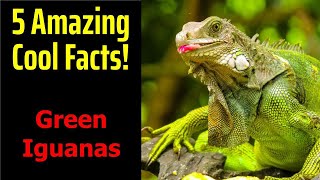 5 Fascinating Facts About Green Iguanas [upl. by Ermin]