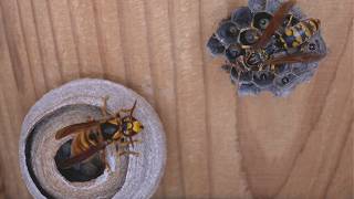 Duel Between Queens Paper Wasp vs Yellow Hornet [upl. by Florence]