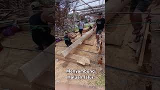 Menyambung Haluan Jalur pacujalur fypyoutube viralvideo [upl. by Eimmit]