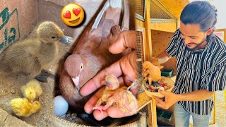 Finally Villain Ne Khud Bacha Nikala😍 Laughing Dove Hatched Baby Quail🐣Rabbits Give Birth [upl. by Ahsimak176]