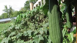 Luffa Growing Season 2014 [upl. by Adeline]