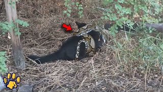 The Snake Grabbed the Kitten and Prepared to Eat It What Happened Next was Unbelievable [upl. by Saloma]