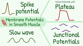 Membrane Potentials in Smooth Muscle  Spike Potential Plateau Slow Wave Junctional Potential [upl. by Marcy541]