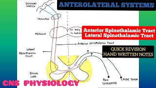 Anterolateral System  Ascending Pathways  3  Spinothalamic Tracts  CNS  Physiology [upl. by Wendin]