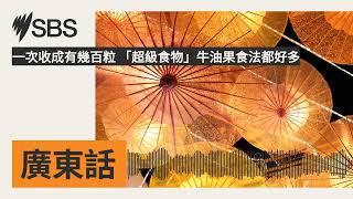 一次收成有幾百粒 「超級食物」牛油果食法都好多  SBS Cantonese  SBS廣東話節目 [upl. by Redd]