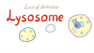 Lysosome [upl. by Airal]